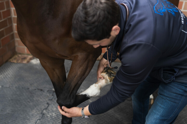 Tierarzt Justus Schelhowe führt eine Lahmheitsdiagnostik durch