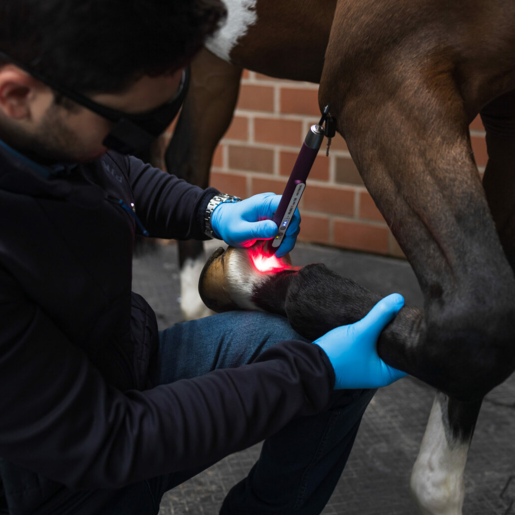 Tierarzt Justus Schelhowe führt eine Lasertherapie eines Pferdes durch